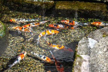 島原の風景　湧水　鯉