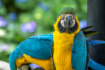 ルリコンゴウインコのポートレート
