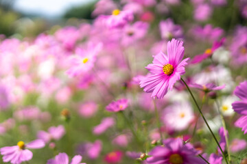 コスモスの花　空きのイメージ