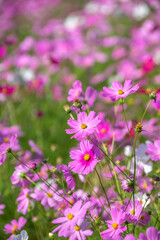 コスモスの花　空きのイメージ