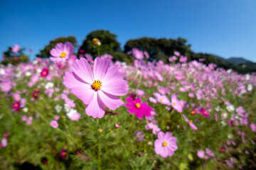 コスモスの花　空きのイメージ