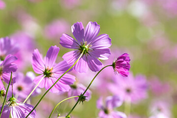 コスモスの花　空きのイメージ