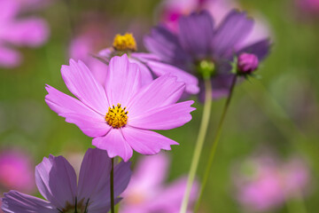 コスモスの花　空きのイメージ