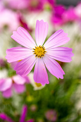 コスモスの花　空きのイメージ