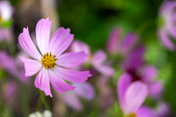 コスモスの花　空きのイメージ