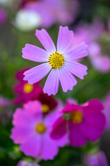 Fototapeta premium コスモスの花 空きのイメージ