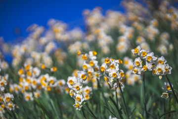 水仙の花　初春イメージ