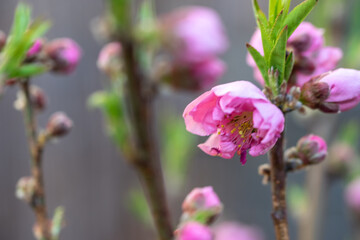 桃の花　春のイメージ