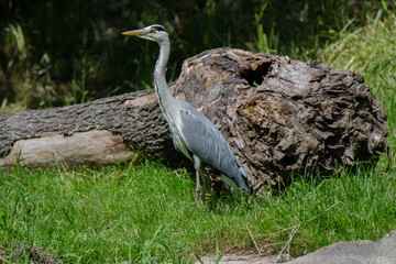 Graureiher (Fischreiher) lauernd am Ufer eines Flusses