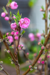 桃の花　春のイメージ