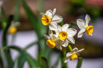 水仙の花　初春イメージ