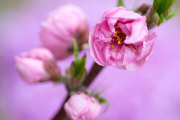 Fototapeta na wymiar 桃の花　春のイメージ