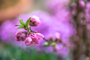 桃の花　春のイメージ