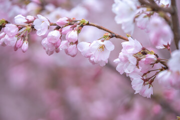 Obraz premium 桜の花 春のイメージ