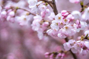 桜の花　春のイメージ