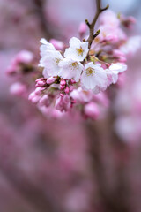 桜の花　春のイメージ