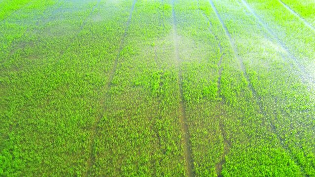 Aerial view of agriculture in rice sapling fields for cultivation. Natural texture for background. green rice paddies in Pathum Thani Province, Thailand. 4K drone.
