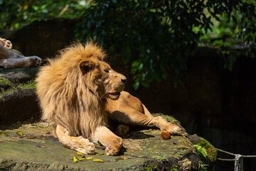 A lion lay on the rock