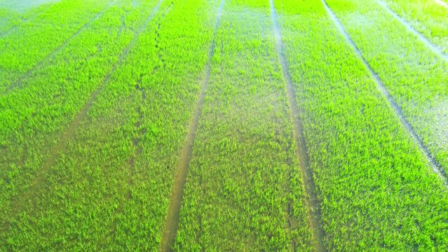 4K Aerial wide view of beautiful green rice sapling fields in the rural of Pathum Thani Province, Thailand. Green nature background.
