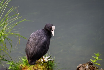 Eurasian coot at river coast.