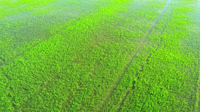 4K Aerial wide view of beautiful green rice sapling fields in the rural of Pathum Thani Province, Thailand. Green nature background.
