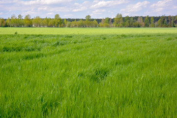 Green grass and blue sky. Meadow closeup background for farming or gardening, lawn in park, outdoor sport yard, abstract fresh greenery.