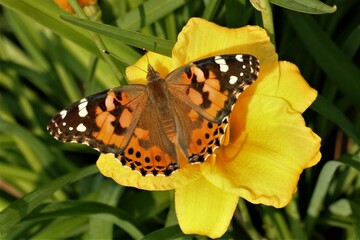 American Lady Butterfly, with wings spread, on yellow Stella de Oro flower.