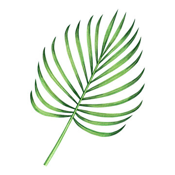 Watercolor painting coconut,palm leaf,green leave isolated on white background.Watercolor hand painted illustration tropical exotic leaf for wallpaper vintage Hawaii style pattern.With clipping path.
