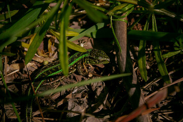 The green lizard disguises itself as the environment to be safe.