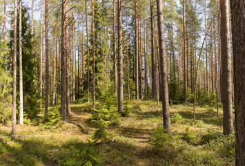 Panorama of a summer pine forest flooded with sun