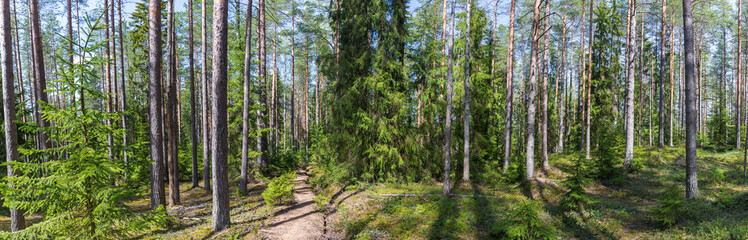 Panorama of a summer pine forest with a path bathed in sunlight