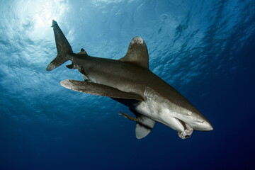 Oceanic Whitetip Shark Cat Island Bahamas