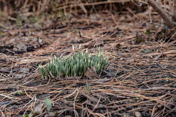 Śnieżyczka przebiśnieg (Galanthus nivalis L.) © Radosław Szczepanek