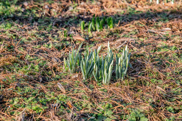 Śnieżyczka przebiśnieg (Galanthus nivalis L.)
