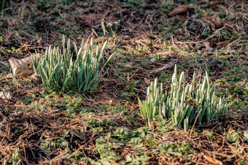 Śnieżyczka przebiśnieg (Galanthus nivalis L.) © Radosław Szczepanek