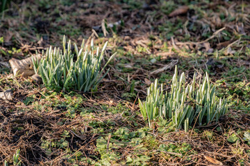 Śnieżyczka przebiśnieg (Galanthus nivalis L.) © Radosław Szczepanek