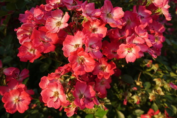 Rote Rosen im Garten im Frühling