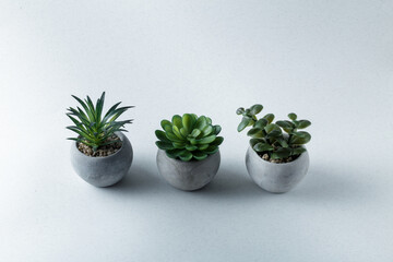 small flowers in concrete pots on a light concrete background. Concrete pots minimal style. succulent plants and cactus in modern geometric concrete planters with copy space.