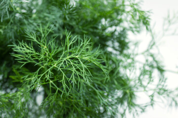 Partially blurred background image of green sprigs of dill growing in vegetable garden. Selective focus.  Copy space