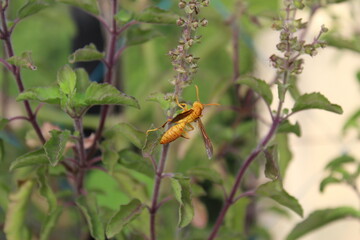 butterfly on a flower