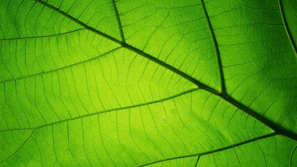 Naklejka na ściany i meble Green leaf texture. Vector background, EPS10
