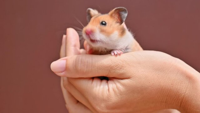 Small brown ginger fluffy hamster in female hands. Pet, mammal, rodent, Syrian hamster. Funny domestic mouse in hands close-up. Concept of care and love for pets. Cute hamster