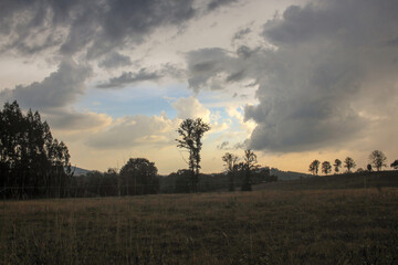 sunset in the forest
