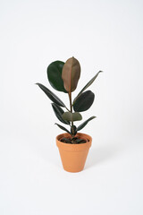 Ficus abidjan with large leaves in a terracotta brown pot on a white background