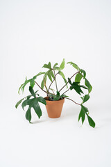 Philodendron with large leaves in a terracotta brown pot on a white background