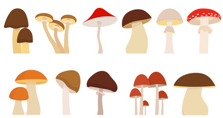 mushrooms set in flat design, isolated vector