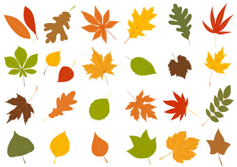 autumn leaves set in flat design, isolated