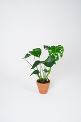Monstera with large leaves in a terracotta brown pot on a white background