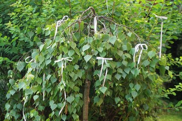 Hochzeitsbaum mit weißen Stoffschleifen im Garten am Morgen im Frühling 