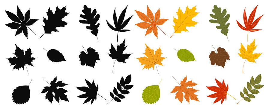 autumn leaves set in flat design, isolated vector